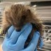 Prickle Lodge - Hedgehog Rescue (@pricklelodge) Twitter profile photo