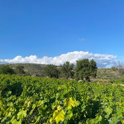 A writers’, musicians’ and artists’ retreat in a small wine village in Cyprus 🇨🇾