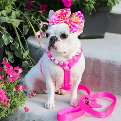 Welcome to #bulldoglover220 page.. If you are a #frenchiebulldoglover, follow us.This page is dedicated for all #frenchiebulldog lovers and owners.