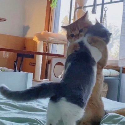 kapibara5648's profile picture. codモバイル/VC(パラレル)/いいね欄見てね 飛ぶぞ