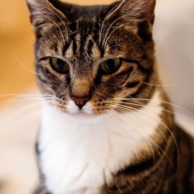 ZMusakura82604's profile picture. 