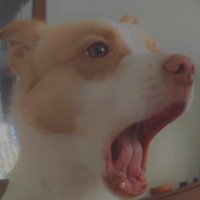 dobbyko (@kopkedobby) Twitter profile photo