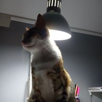 Ucan koala (@drtembelkoala) Twitter profile photo