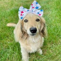 dachshund lover(@Dachshund220) 's Twitter Profile Photo