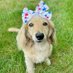 dachshund lover (@dachshund220) Twitter profile photo dachshund lover (@dachshund220) Twitter profile photo