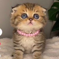 🌸 (@manalalsh94) 's Twitter Profile