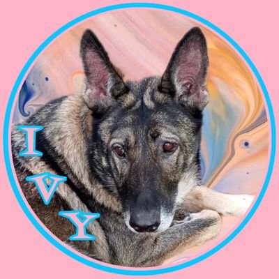 retired,have hubby, female GSD: Ivy - birthday 10-17-2016.❤️pets🐕‍🦺🐾🏕️💐🎞️,🧘‍♀️👩‍🌾🏔️🏞️. Also on instagram & Threads as rgraysee909