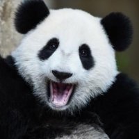 Pandas Food Destinations (@panda_panda_mr) 's Twitter Profile