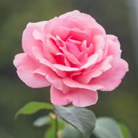 FlorRojaBella (@florroja28994) 's Twitter Profile Photo FlorRojaBella (@florroja28994) 's Twitter Profile Photo