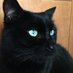 BlackCat (@blackbombay37) Twitter profile photo BlackCat (@blackbombay37) Twitter profile photo