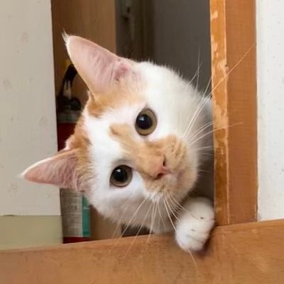 元野良猫から家猫となった8匹の画像を投稿しています。
プレゼントして貰える場合はリンクの欲しいものリストへ。
世話してる人→ ＠kamoihito