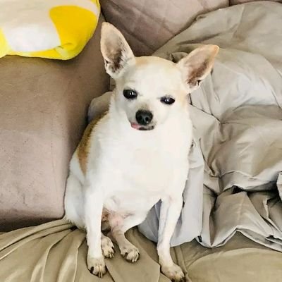 Little Miss Donna