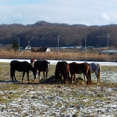 北海道日高に住んで10年。