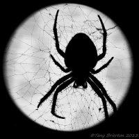 🕷 beau 🕷 (@machineoperated) 's Twitter Profile