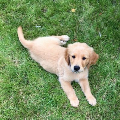 ashnaz97's profile picture. 