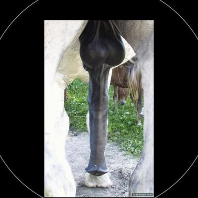 زب 19 سنتمتر عرض 5 سنتمتر اي وحدة تحب زب تجي ميهمش العمر وميهمش زين وميهمش لاطاي لمهم سخونة وتشبعني ونقوشا مكلاه يدورو بيا