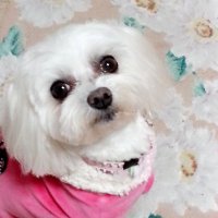 Rin (@di3jffhol3abspk) 's Twitter Profile