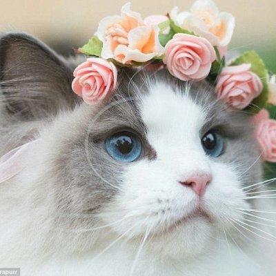 ragdoll_lover__'s profile picture. M30+/JKT/183cm. 
Working at top 15 worldwide technology company.
Fans of korean drama and variety show. 
Expert at skincare and investment.
not single.