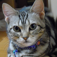 hotcake_c_sar's profile picture. 