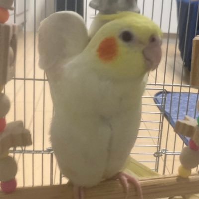 迷子の大切な家族ｵｶﾒｲﾝｺもち2023.5.6ﾙﾁﾉｰ探しています。+ｵｶﾒ4羽໒꒱ 𓏸*˚(ﾊﾟｲﾄﾞ里親でお迎え、2羽ﾙﾁﾉｰﾊﾟｰﾙ警察保護から所有権移行)とｾｷｾｲﾚｲﾝﾎﾞｰ小柄(譲渡にてお迎え)1羽保護警察通しお返し有、小鳥ｲﾝｺ専用･保護迷子に関心有。固定拡散RT希望,無言ﾌｫﾛｰお許し下さい。