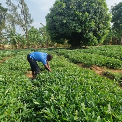 A certified Sweetpotato Seed Producer based in Geita. For your needs for clean Sweetpotato Seeds, reach us out