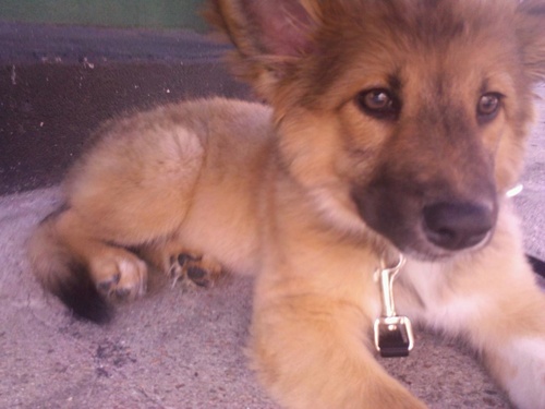 Gunslingerzig's profile picture. 