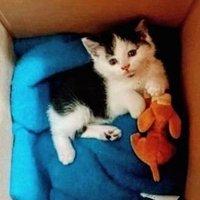 ☕ Creatively written 📝 Cat 🐈 right in the Box✌️.(@DTonywise) 's Twitter Profile Photo