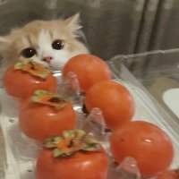 酒酒不馋酒 (@winennn) 's Twitter Profile