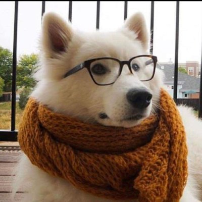 VikeWulf's profile picture. 