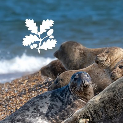 Sharing the National Trust's work on the Norfolk coast (at Blakeney National Nature Reserve, Morston Quay, Brancaster Estate) and Horsey Windpump on the Broads.