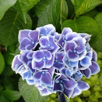 きまぐれ猫ののらりくらり (@a8h4cwyzmq69966) Twitter profile photo