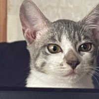 KazuY (@kazuyumin) 's Twitter Profile