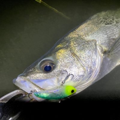 釣り人。メインはシーバス/APIA LONGIN BlueBlue Megabass POP SEA CREW ECLIPSE/稀にロック、ライト、エリアトラウト 最近ヘラブナも。