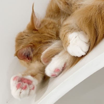 ccmm64's profile picture. マーメイドちゃん大好き🫶らっぽいも気になる🫶