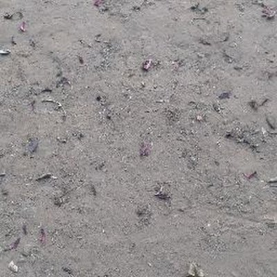 RrBr221038's profile picture. 