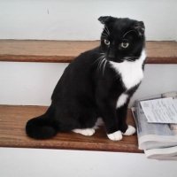 Lisa Jones (@gatamuymala) 's Twitter Profile
