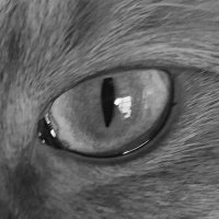 πΌπͺπ©πͺπ’-π-ππ‘π€πͺπΏ.π§ (@autum_n_cloud) 's Twitter Profile