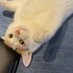 猫朋友 (@catfffff) Twitter profile photo 猫朋友 (@catfffff) Twitter profile photo