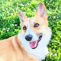 えままん(@emaman_corgi) 's Twitter Profile Photo