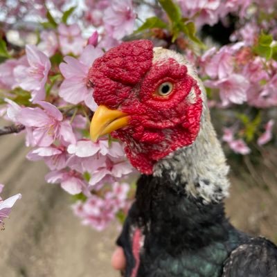 ROOSTER77141 Profile Picture