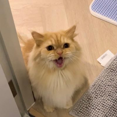 Natt_loki's profile picture. INFP #SONEishere #srchafreen #GIRLFREEN #ลัทธิน้องฟรีน #beckysangles #เบคฟรีน