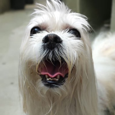 marikanna_'s profile picture. nao matem as abelhas 🤏 ela/dela