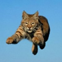 Junya Yoshida (@junyayoshida) 's Twitter Profile Photo