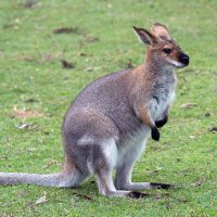 Regular Wallaby (@regularwallaby) 's Twitter Profile