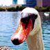 Lake Eola (@LakeEolaPark) Twitter profile photo