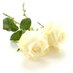 Griselcor (@griselcor1) Twitter profile photo Griselcor (@griselcor1) Twitter profile photo