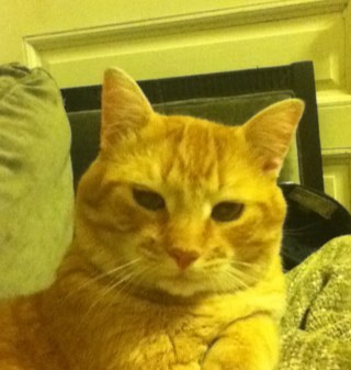 murreythecat's profile picture. 