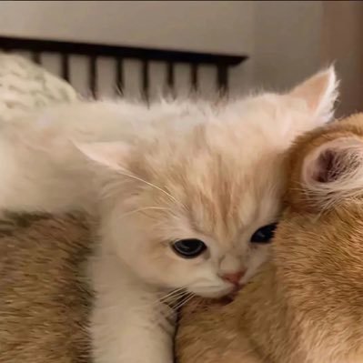 猫Love Love cat (feat. LOLUET) by biz & ZERA | TuneCore Japan