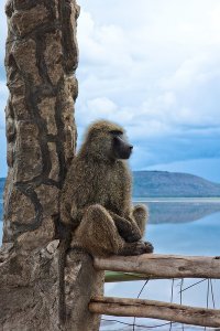 ffetbacreti's profile picture. Менеджер по стратегии