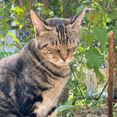 猫が癒しです。https://t.co/OpiOC7Nhqc 何となく呟きしてます。癌サバイバー　アニメ　栄養　政治　妖刀伝　ウインダリア。